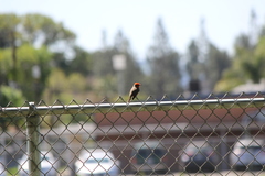 Pyrocephalus rubinus