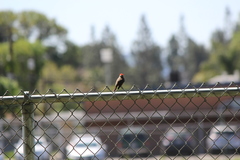 Pyrocephalus rubinus