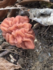 Gyromitra korfii