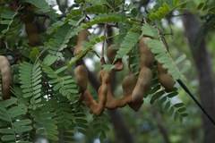 Tamarindus indica image