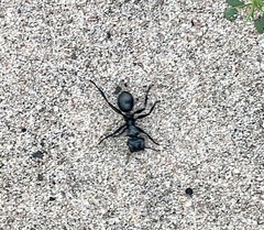 Cephalotes atratus
