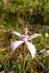 Caladenia hirta