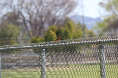 Pyrocephalus rubinus