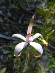 Caladenia hirta