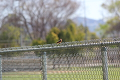 Pyrocephalus rubinus