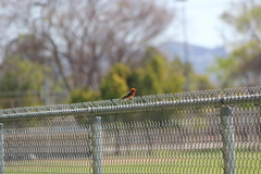 Pyrocephalus rubinus