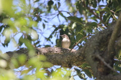 Pyrocephalus rubinus