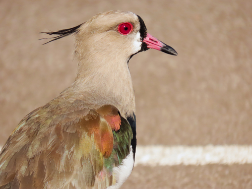 Southern Lapwing, photo 6 of 10