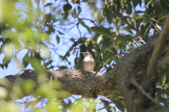 Pyrocephalus rubinus