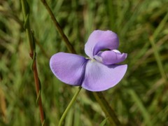 Vigna vexillata angustifolia