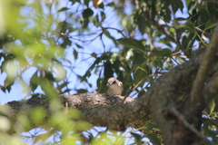 Pyrocephalus rubinus