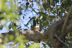 Pyrocephalus rubinus