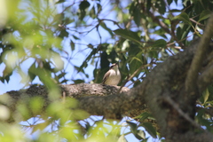 Pyrocephalus rubinus