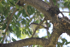 Pyrocephalus rubinus