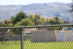 Pyrocephalus rubinus