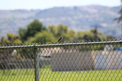 Pyrocephalus rubinus