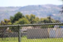 Pyrocephalus rubinus