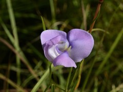 Vigna vexillata angustifolia