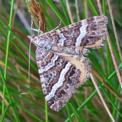 Chrysolarentia vicissata