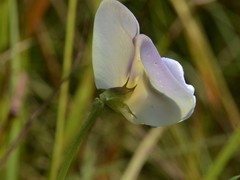 Vigna vexillata angustifolia