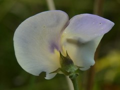 Vigna vexillata angustifolia
