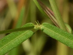 Vigna vexillata angustifolia