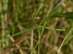 Vigna vexillata angustifolia
