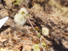 Senegalia berlandieri