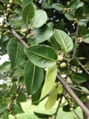 Ficus americana