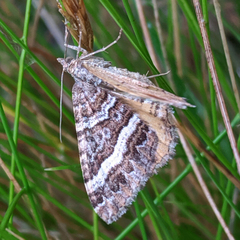Chrysolarentia vicissata