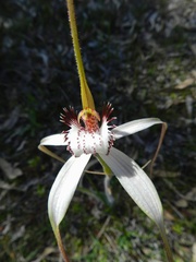 Caladenia longicauda eminens