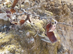 Senegalia berlandieri