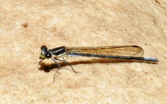 Pseudagrion furcigerum
