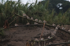 Chordeiles rupestris