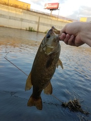 Micropterus dolomieu