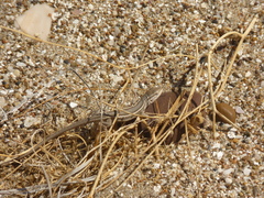 Liolaemus gracilis