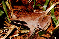 Xenophrys major