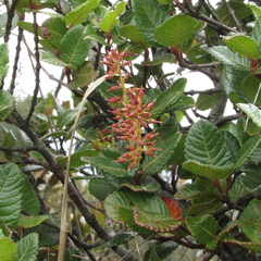 Weinmannia rollottii