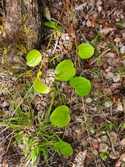 Smilax melastomifolia