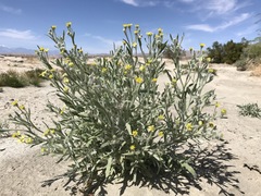 Baileya pauciradiata