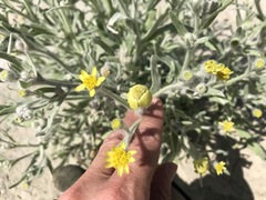 Baileya pauciradiata