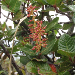 Weinmannia rollottii