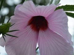 Hibiscus meraukensis