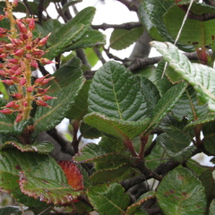 Weinmannia rollottii