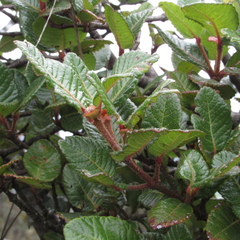 Weinmannia rollottii