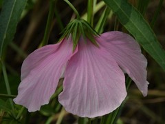 Hibiscus meraukensis