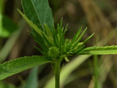 Hibiscus meraukensis
