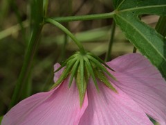 Hibiscus meraukensis