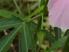 Hibiscus meraukensis
