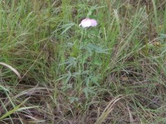 Hibiscus meraukensis